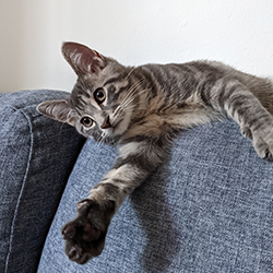 cat