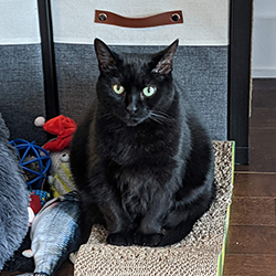 cat