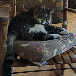 chat