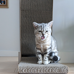 chat
