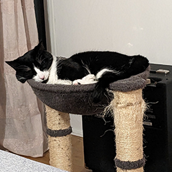 chat