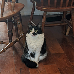 cat