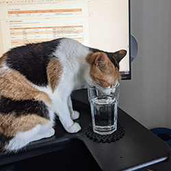 cat